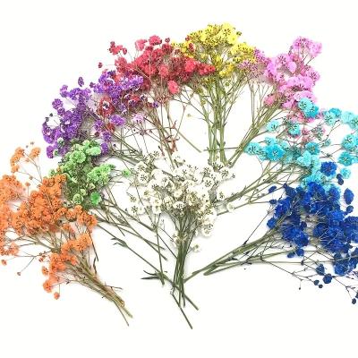 China Festival 8pcs Gypsophila Dried Flower Bouquet Hand Embossed For DIY Phone Cases Soap Candles Flower Combination Real Plant Wholesa for sale