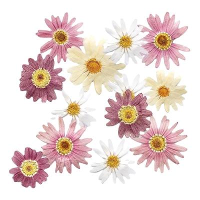 China 12pcs Festival Opens Dry Flowers Pressed Daisy Flower Heads Wedding Home Decor DIY Small Scrapbook Garland Making Factory Wholesale for sale