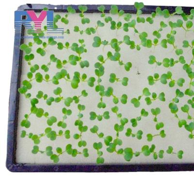 China Low Price Saving Water / Moisture Water Retention / Corrosion Resistance Maintain Growing Moss Sheets for sale