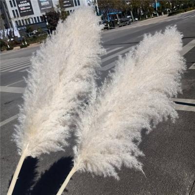 China Natural Dry Pampas Grass Hot Sale Artificial Flowers Decorative Flowers Colored Natural Dry Pampas Grass For Wedding Party for sale