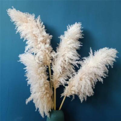 China Pampas Grass Natural Dry Large Pampas Grass Success Artificial Flowers For Wedding Banquet Decoration for sale