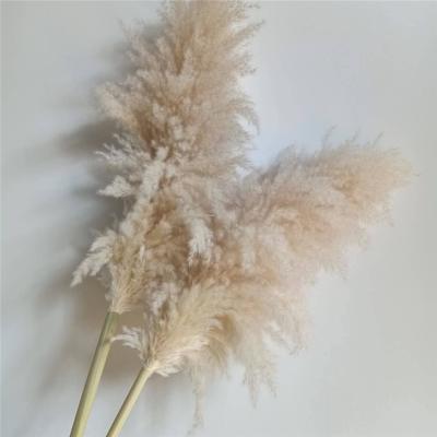 China Natural Dry Pampas Grass Decorative Flowers Artificial Flowers Fake Flowers Large Fake Pampas Grass Flower For Wedding Reception/Party for sale