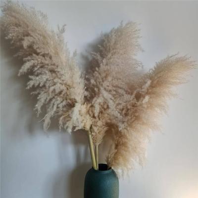 China Natural Dry Pampas Grass Premium Artificial Flowers Wedding Decorative Flowers Natural Dry Large Pampas Grass With Colorful Fluffy for sale