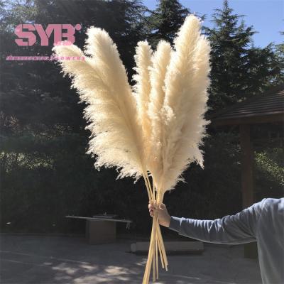 China Natural Dry Pampas Grass Hot Sale Artificial Flowers Decorative Flowers Colored Natural Dry Pampas Grass For Wedding Party / Events for sale