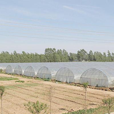 China Waterproof Single Span Tunnel Plant House Greenhouse Frame Aluminum for sale