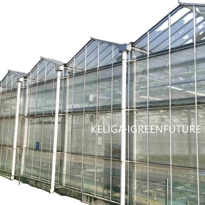 China Stable structure easily assembled double 5mm glass greenhouse for sale