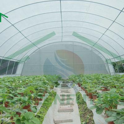 China Stable Structure Easily Assembled Factory Competitive Tunnel Plastic Greenhouse For Sale for sale