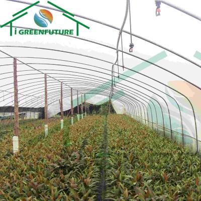 China Stable structure easily assembled hot dipped galvanized steel frame greenhouse single span for sale plastic tunnel greenhouse for sale