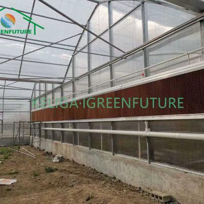 China Stable Structure Easily Assembled New Designed Polycarbonate Commercial Polycarbonate Greenhouse UV Coating Agricultural Greenhouse For Vegetable for sale