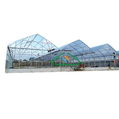 China PC Sheet Greenhouse Panels Hydroponic Polycarbonate Strawberry Growing System for sale