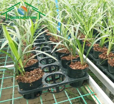 China Greenhouse Seedling Growing Growing Tables For Commercial Plants Steel Rolling Benches Seeding Bed for sale