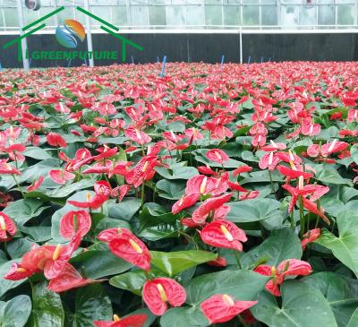 China Greenhouse Seedling Growing Growing Tables For Commercial Plants Steel Rolling Benches Seeding Bed for sale