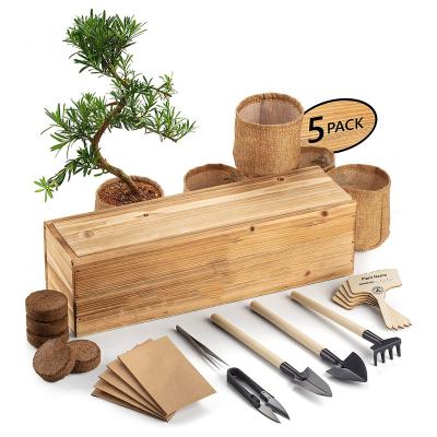 China Unique Japanese American Style Bonsai Tree Kit 5 Trees Complete Indoor Starter Kit For Flower Pot With Bonsai Tools Planters for sale