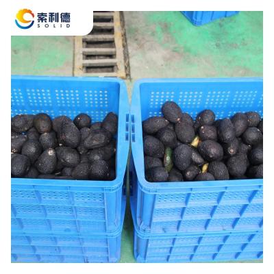 China 500KG/H Cold Pressed Avocado Oil Extraction Line Made of SUS304 for 220V/415V/440V for sale