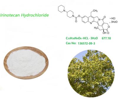 China Camptotheca Acuminata Decne Pulver Auszug-Irinotecan-Hydrochlorid-USP41 zu verkaufen