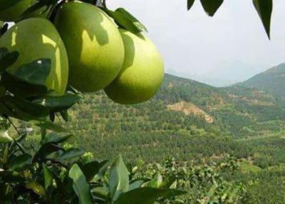 Chine Naringine d'extrait de pamplemousse outre 90-98.0% de la CLHP blanche CAS 10236-47-2 suppléments d'amd d'agent d'amertume de fonction à vendre