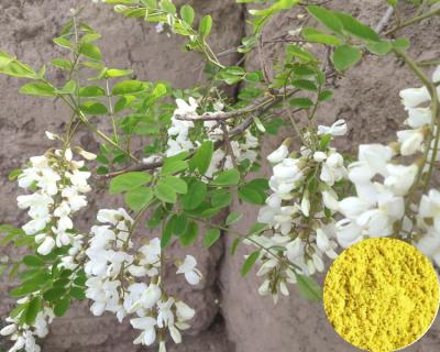 China 95% 98% Bulk Sophora Japonica Quercetin Yellow Powder YHF Supply for sale