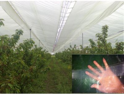 China clear poly tarp polyethylene tarpaulin used for garden green house for sale