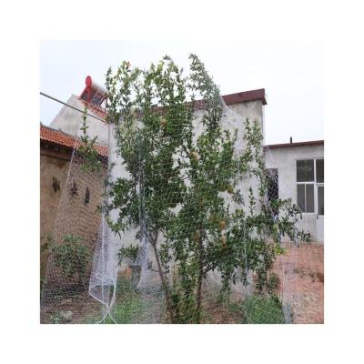 China Wide range of applications Cheap Bird Netting - Affordable and Effective Solution for Bird Control in Gardens for sale