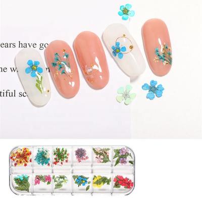 China Nail Art Decoration 12 Patterns Dry Flower Nail Art Decoration Dry Flower NDF002 / Nail Craft / Case 3D Flowers Dry Stickers Real for sale