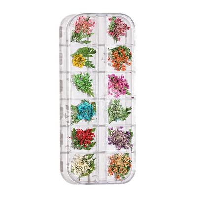 China Nail Art/Craft Decoration 1 Set Babysbreath Dry Flower Glue-On Dry Nail Flower Bulk Mixed Design 12 Flower Grids for sale