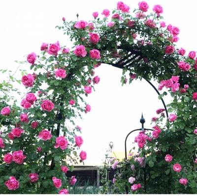 China NEW Rose Arch Trellis Metal Garden Plant Eco-friendly Arch Stand Decor Wedding Arch Frame For Outdoor Lawn Backyard Patio for sale