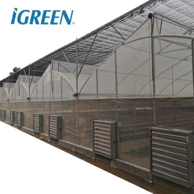 China PE Cold Weather Multi Greenhouse Tunnel For Agriculture With Roof Vent for sale