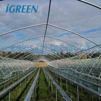 China Commercial Low Cost PE Greenhouse For Blueberry In Chile for sale