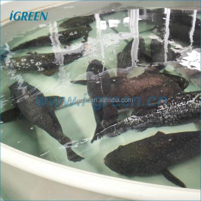 China Recycling Aquaculture System Ras for Complete Fish Farming Design for sale