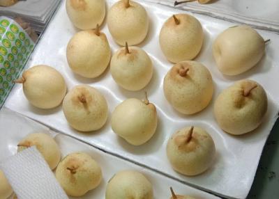 China Asian Organic Chinese Ya Pears for sale