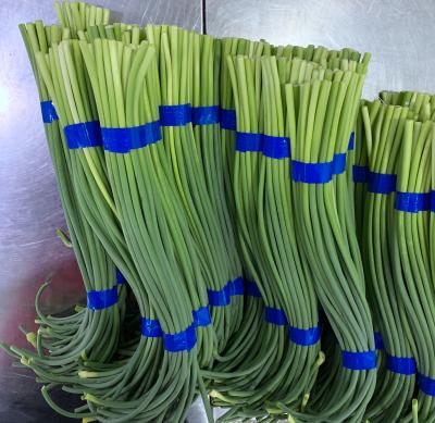 China Lengte 45cm Verse het Knoflookspruit 10kgs/Carton van de Knoflookbout Te koop