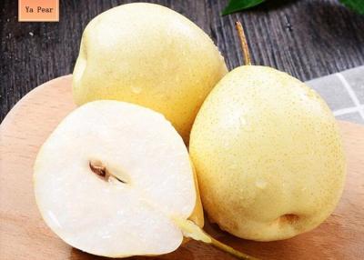 China Fresh 200-300g Chinese Ya Pears Sweet Honey Like Flavor for sale