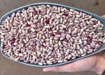 China Lichte Gespikkelde Droge Nier Bean To Yemen droog Pinto Beans Te koop