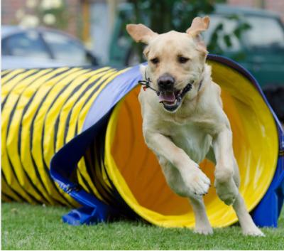 China Good Quality Sustainable Air Duct Dog Tunnel , Hot Sale Dog Tunnel For Play Training for sale