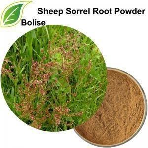 China 4/1 - 20/1 Schaap Sorrel Root Powder van het Installatie Kruidenuittreksel Te koop