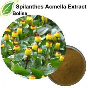 China het Uittreksel van 10/1 20/1 Spilanthes Acmella voor Huid Te koop