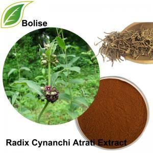 China Dried Blackend Swallowwort Root Extract Radix Cynanchi Atrati Extract for sale