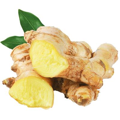 China Fresh Fresh Ginger With Competitive Price Ginger Planter Wholesale Ginger Price for sale