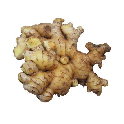 China High Quality China Fresh Ginger Export Dried Fresh Ginger Market Price Per Ton Ginger Wholesale Buyers for sale