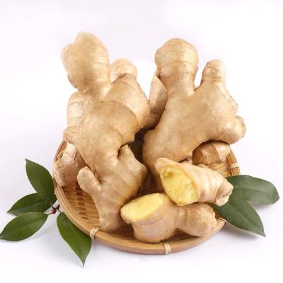 China Fresh Dried Fresh Ginger Price Per Ton China Ginger Market Price Per Ton Ginger Wholesale Buyers for sale