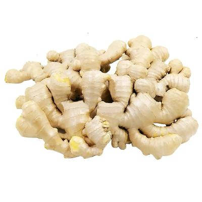 China Fresh ginger for sale ginger scale industry market price of ginger for sale