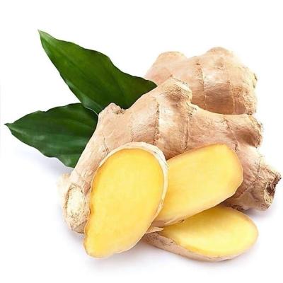 China Fresh Fresh Chinese Ripe Ginger With All Kinds Of Package Ginger For Sale for sale