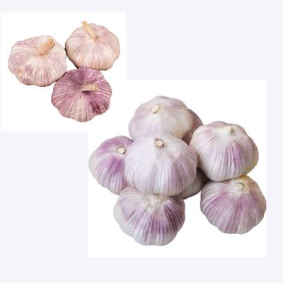 China Wholesale Fresh Chinese Garlic Bag Mesh Garlic Garlic Price for sale