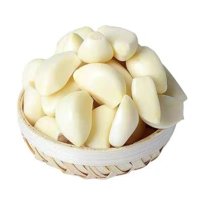 China Fresh white garlic in china fresh garlic best price solo garlic for sale