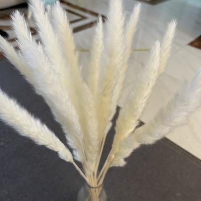 China 1Piece Natural Indor Pampas Grass Decoration Dried Reed Plumes Phragmites Flowers Bouquet Decoration For Living Room Hotel Office Home Wedding Florida for sale