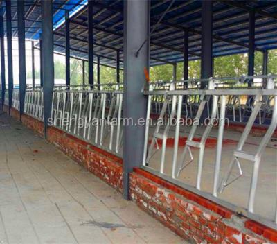 China Easy Operation Hot Dip Galvanized Cow Head Lock For Cow Farm Feeding for sale