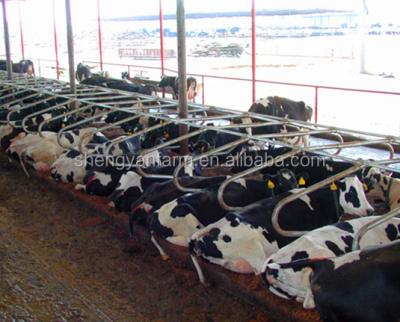 China Cow Rest Hot Dip Galvanized Free Standing Cow Farm Home Cow Stall For Sale for sale