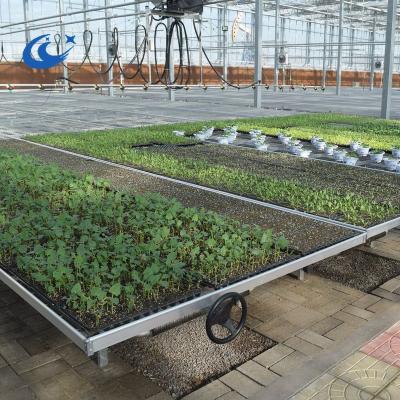 China Economical And Practical Steel Rolling Bridge Greenhouses Benches Seedling Wire Mesh For Young Plants for sale