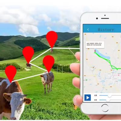 China Long Battery Life 20000mAh Solar Power Collar GPS Tracking for Livestock Cows Waterproof IP67 GPS Tracker 4G Tracker for Cattle for sale