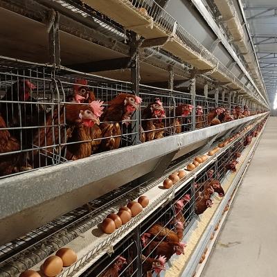 China Full Automatic Animal Farm Poultry Poultry Mobile Layer Chicken Rabbit Layer Chicken Price Mozambique Nepal Feeding Drinking Cages for sale